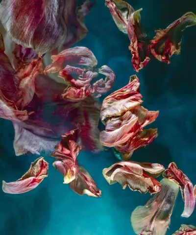 Transience