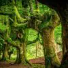 Gorbeia-Wald