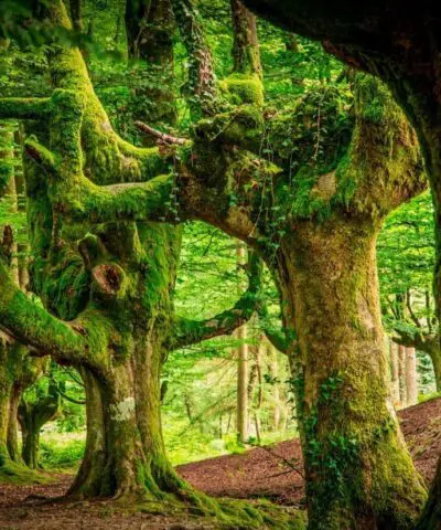 Gorbeia Forest