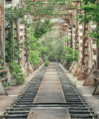 Jungle trail
