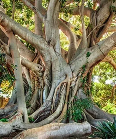 Old Tree Sicily
