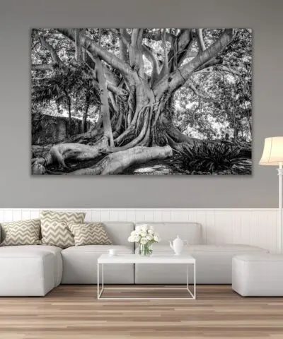 Alternative view of Old Tree Sicily – Black & White