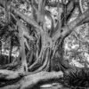 Old Tree Sicily – Black & White