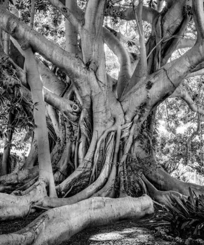 Old Tree Sicily – Black & White
