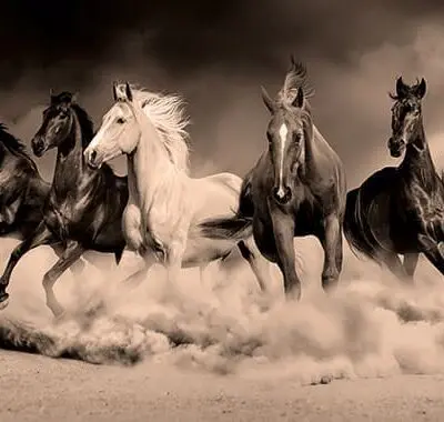 Royal Family of the Desert
