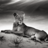 Lioness