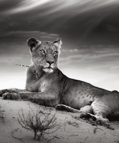 Lioness