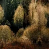 Dutch Forest