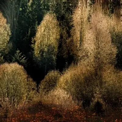 Dutch Forest