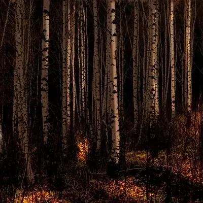 Dutch Forest I