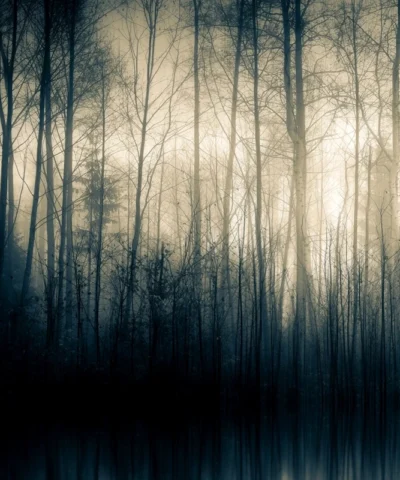 Forest Whispers Part II