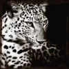 Leopards Gaze