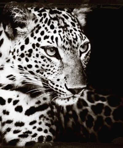 Leopards Gaze