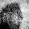 Lion King