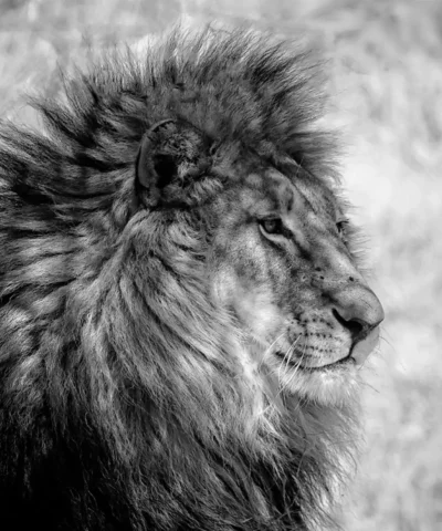 Lion King