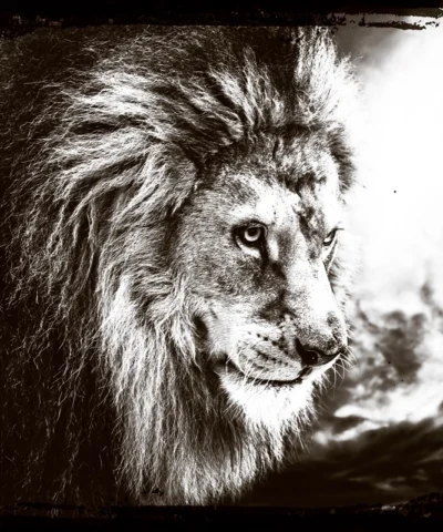 Lion’s Prowess
